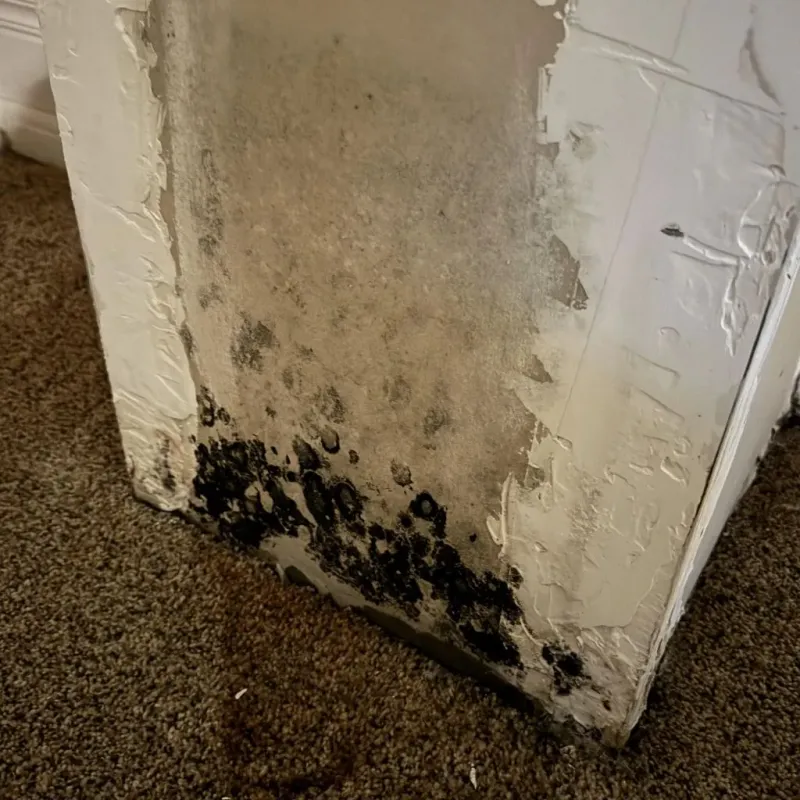 Professional Mold Removal in Bovina, TX